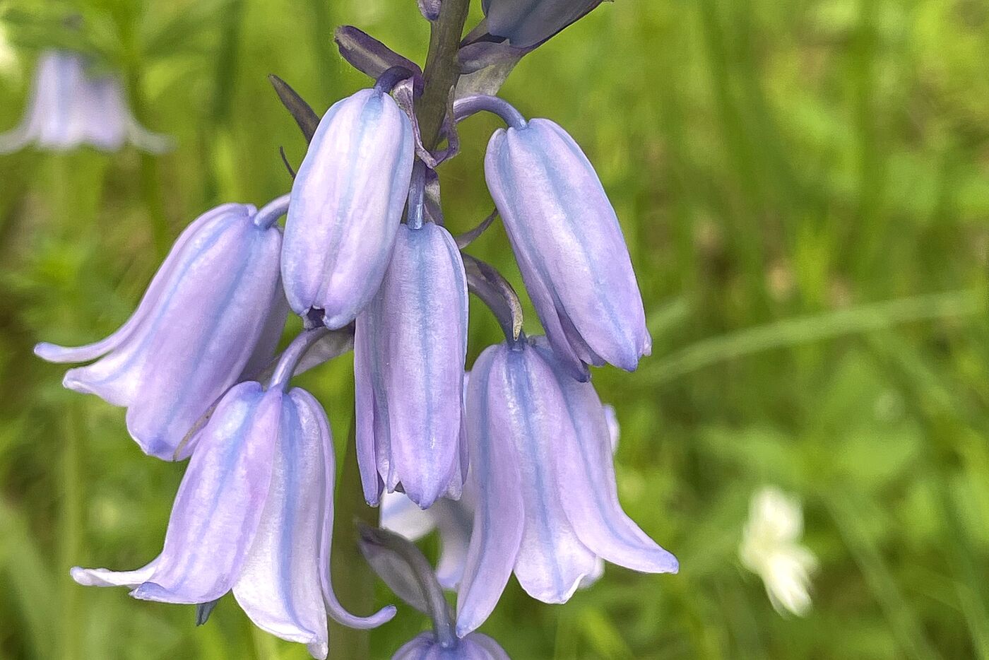 3-Flüsse-Radtour_Glockenblume