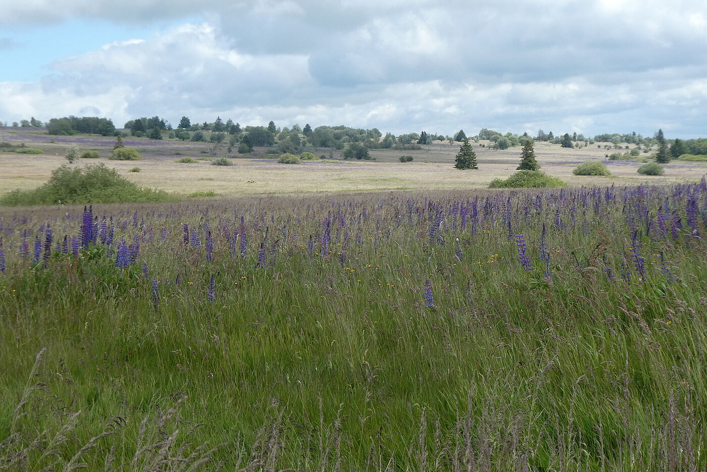 Lange Rhön